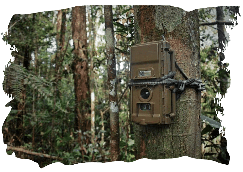 cameraval, fun forest