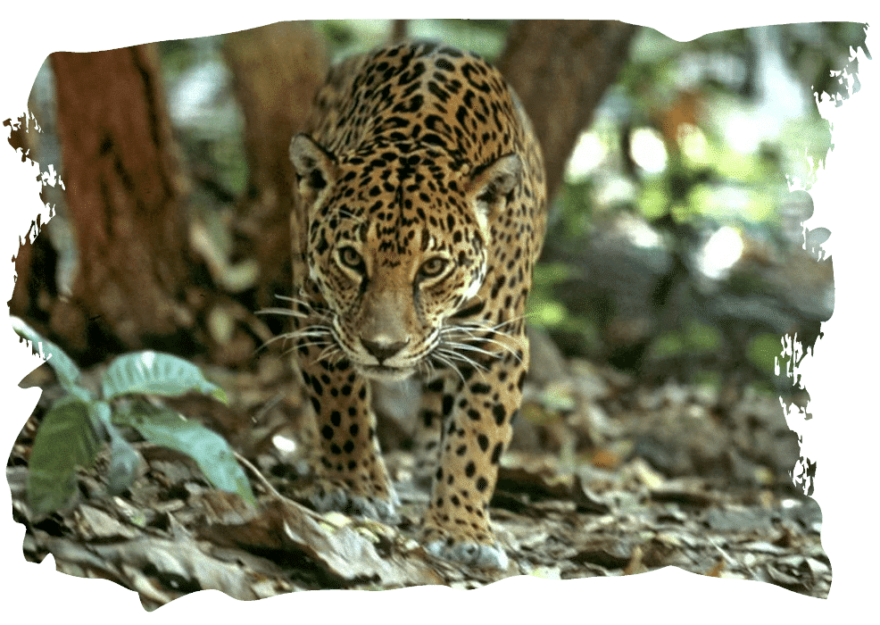 Jaguar WWF