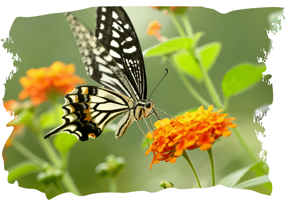 Vlinder WWF